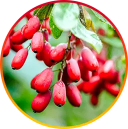 Berberine Ingredient