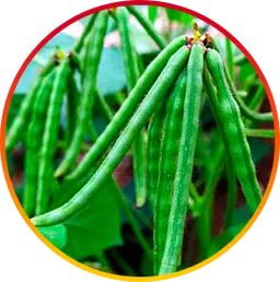 Choline Ingredient