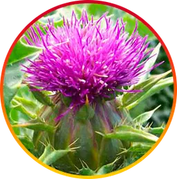 Silymarin Ingredient